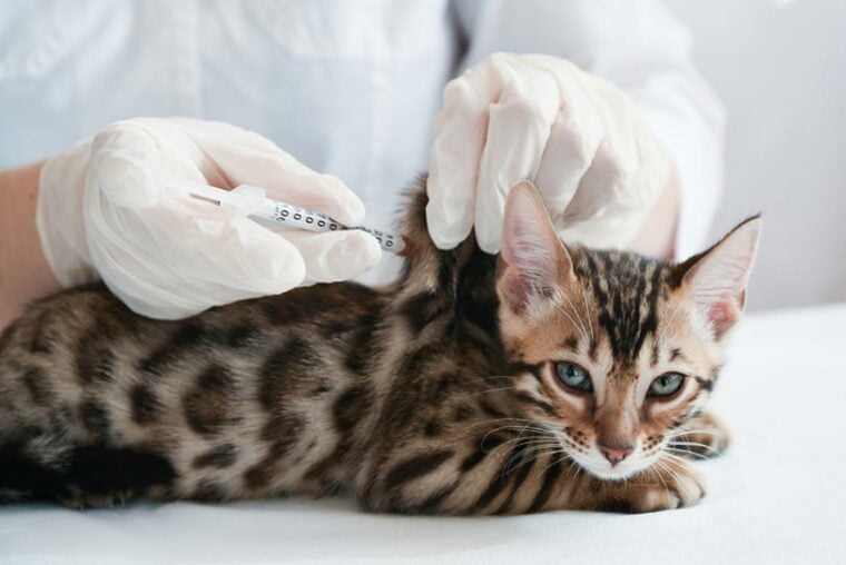 kitten getting a vaccine in a vet clinic