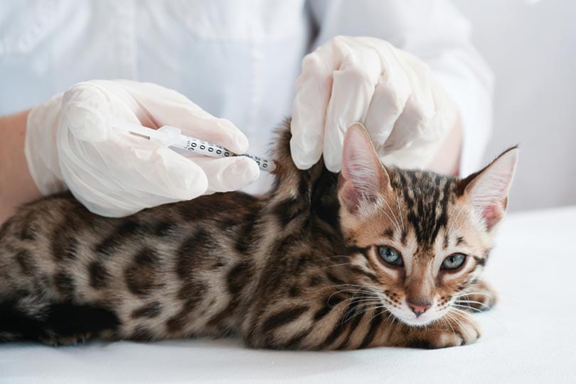 gatito recibiendo una vacuna en una clínica veterinaria
