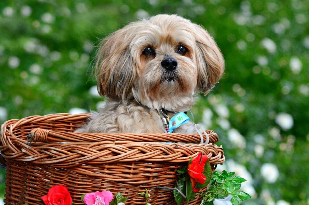 Best dog food for lhasa apso