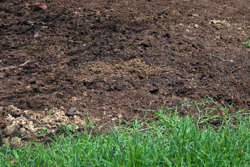 patch of horse manure