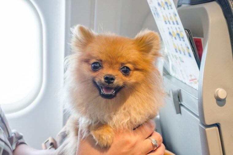 pomaranian travel on board in a plane