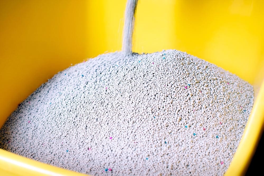pouring cat litter in the litter box