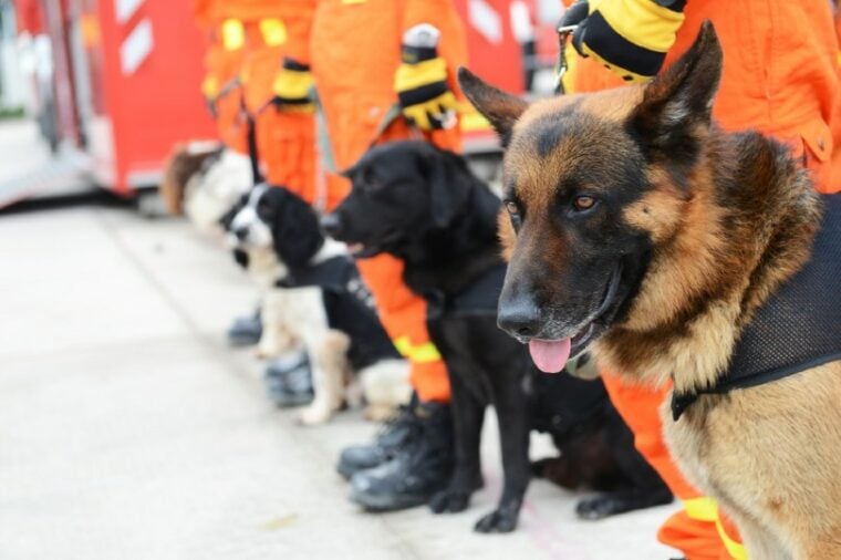 search and rescue team with their dogs