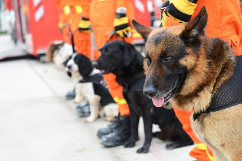 equipo de búsqueda y rescate con sus perros