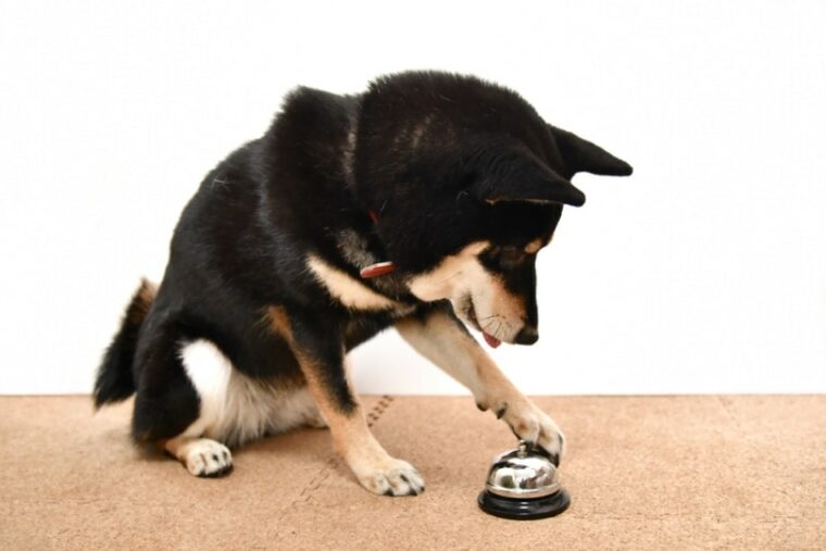 shina inu dog ringing a bell to pee