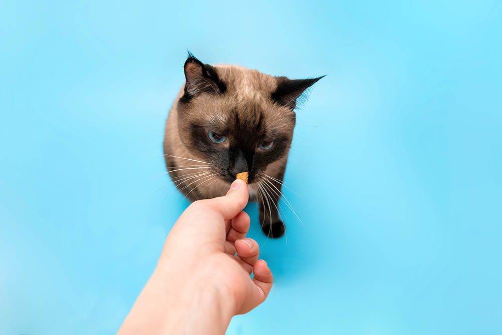siamese cat sniffing a treat