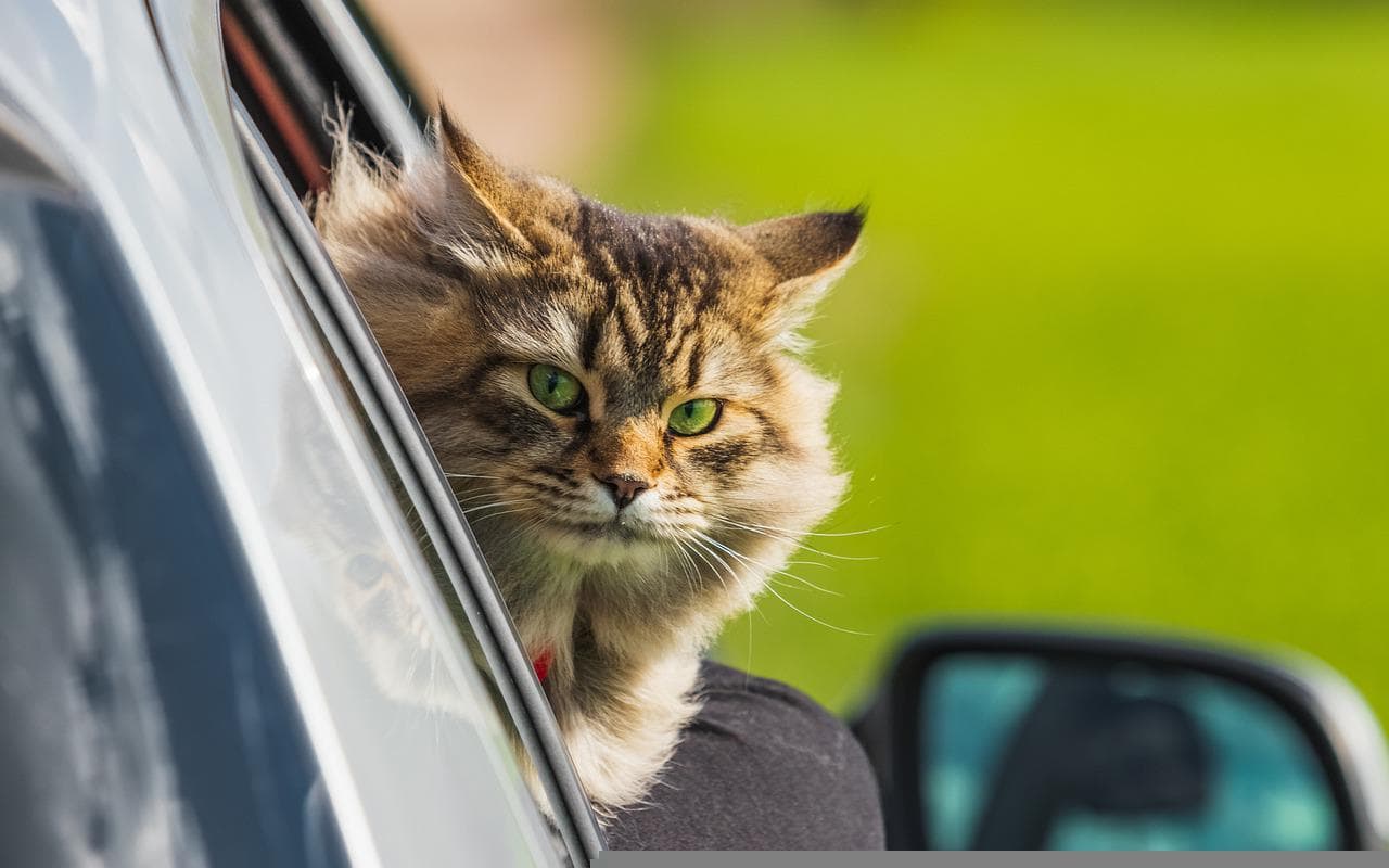 Siberian Cat Going On A Roadtrip Pawel Pixabay 