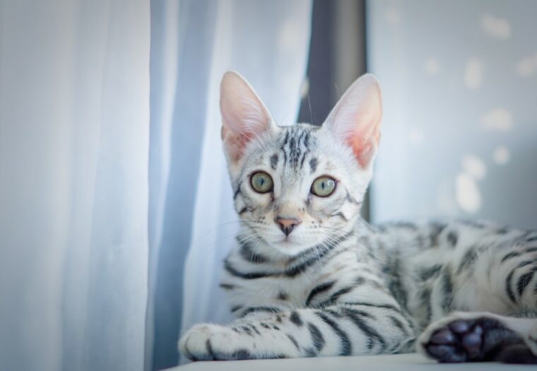 silver bengal cat laying down