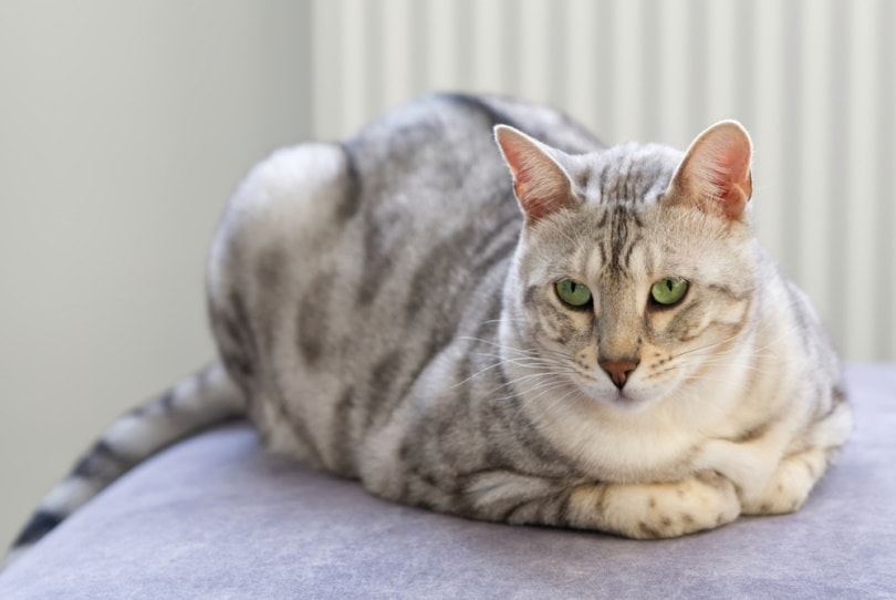 silver bengal cat