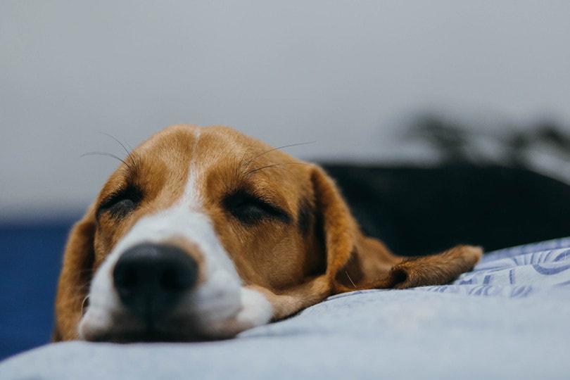sleeping beagle