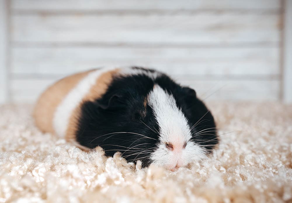 Sleepy guinea pig
