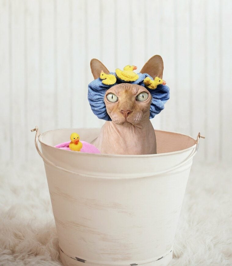 sphynx on a tub