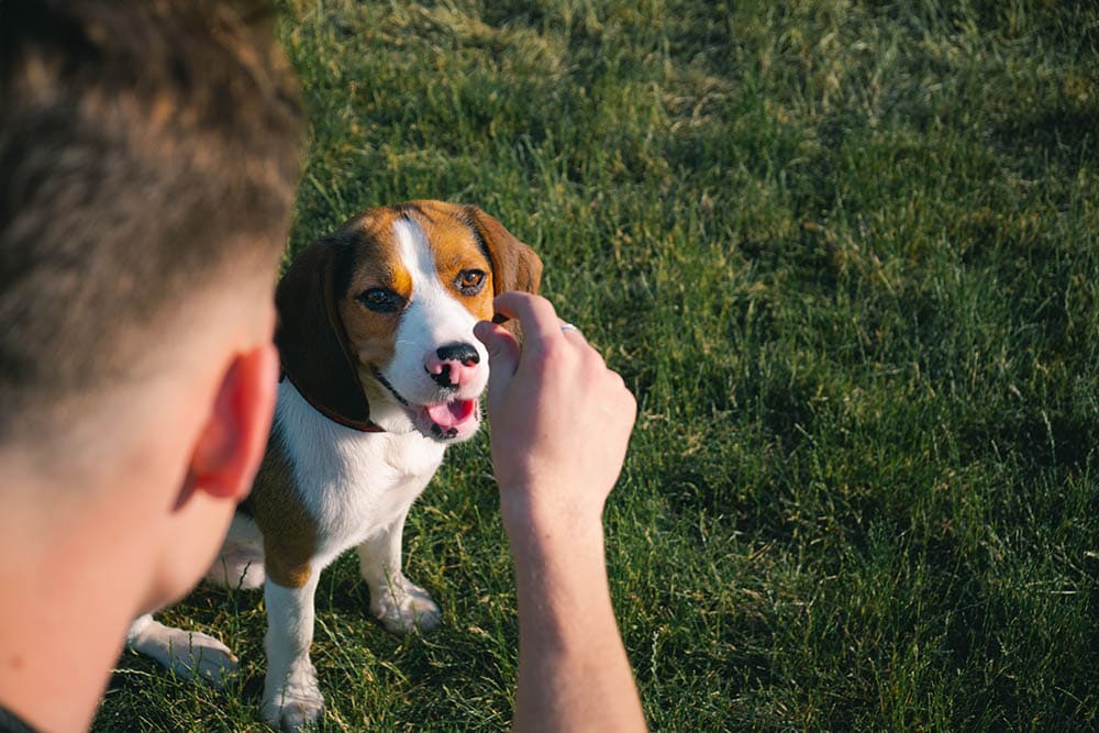 training a beagle with treats