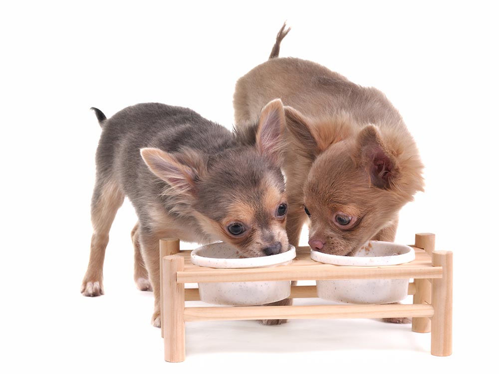 Two chihuahuas eating together