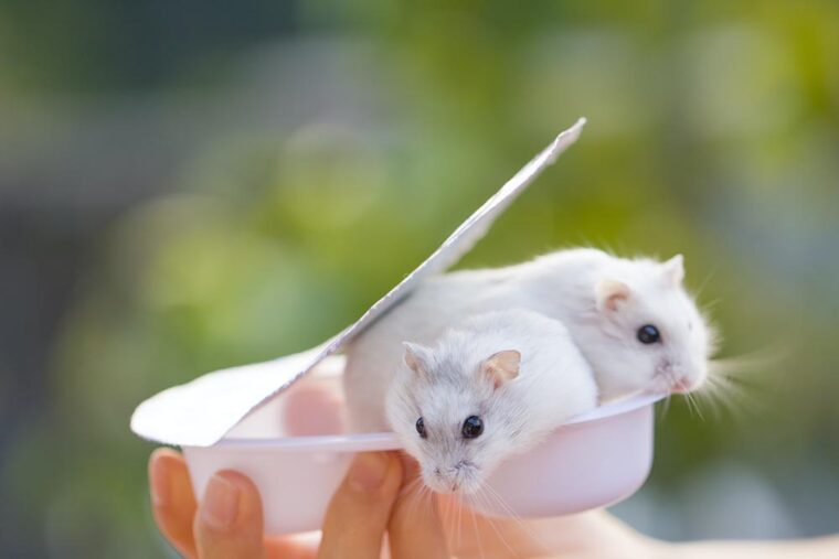 two hamsters in ice cream cup