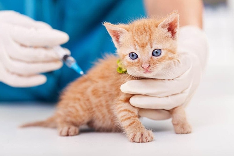 veterinario administrando vacunas a gatitos