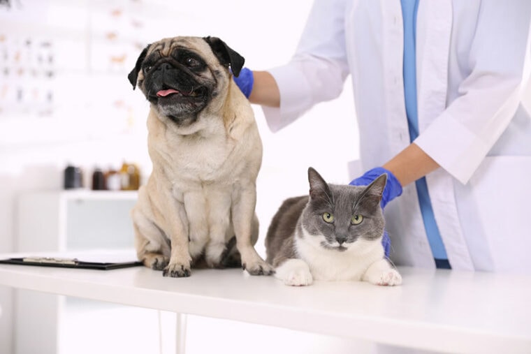 veterinarian examining pug dog and cat in clinic
