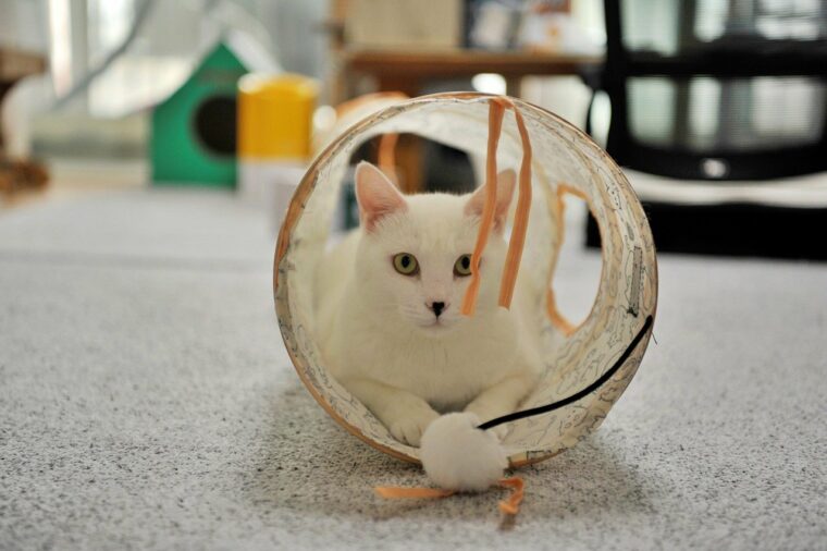 white cat inside tunnel