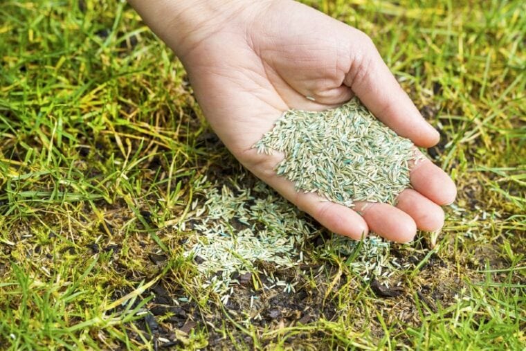 woman holding grass seed with her hand