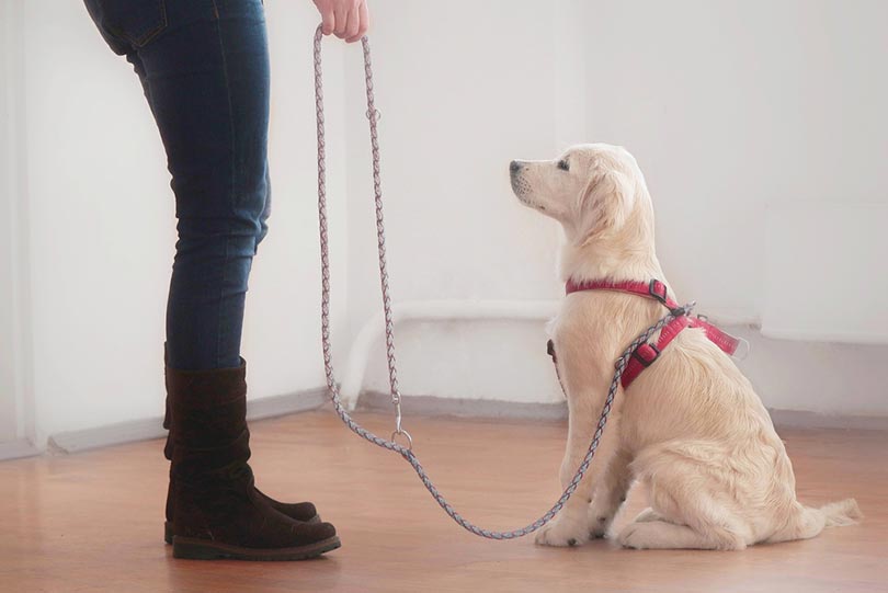 woman training en golden retriever puppy