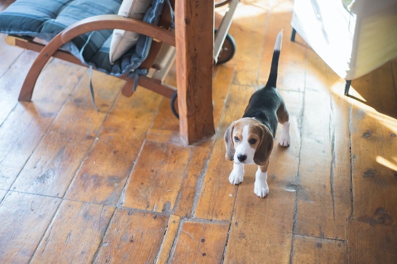 Un beagle de pie sobre un suelo de madera.