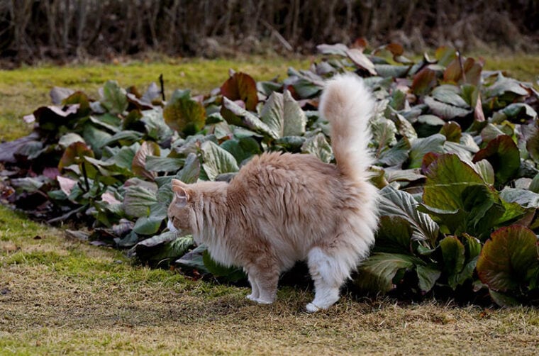 A big norwegian forest cat male marking its territory