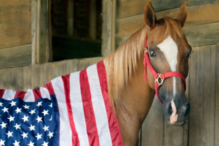 Arabian horse adorning American Flag in barn