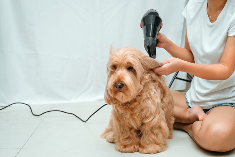 Asian woman owner grooming hair dryer to dry Cockapoo dog hair