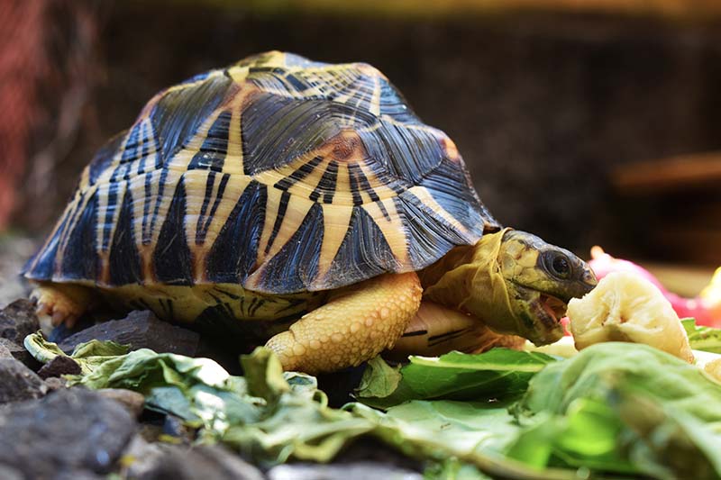 Astrochelys radiata tortoise eating banana salad leafs