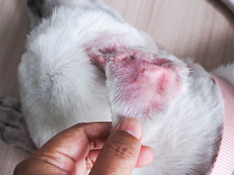 Aural Hematoma, The infection of the dog's ears is swelling, itching and redness like a water bag