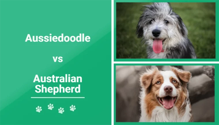 Aussiedoodle vs Australian Shepherd - Featured Image