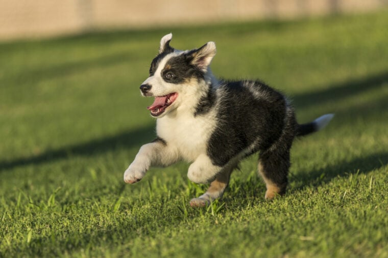 Australian Shepherd puppy running