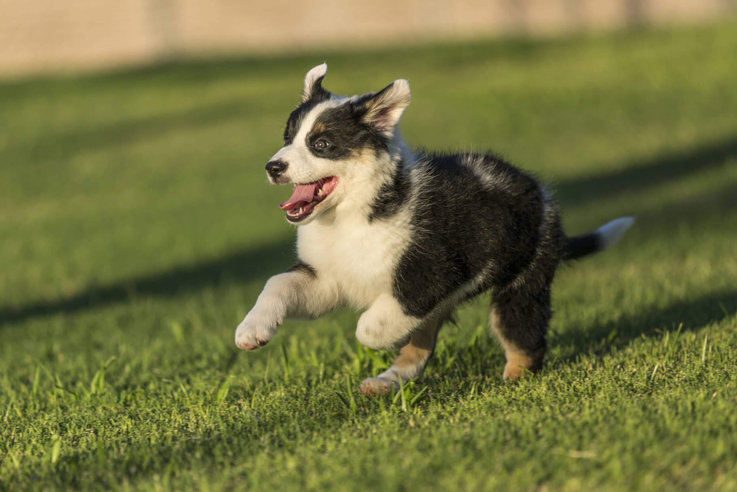Cachorro de pastor australiano corriendo