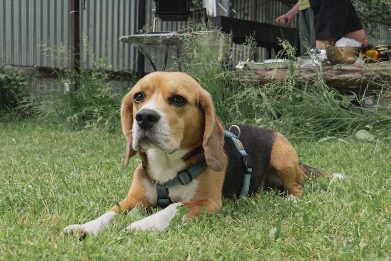 Beagle lying on a grass