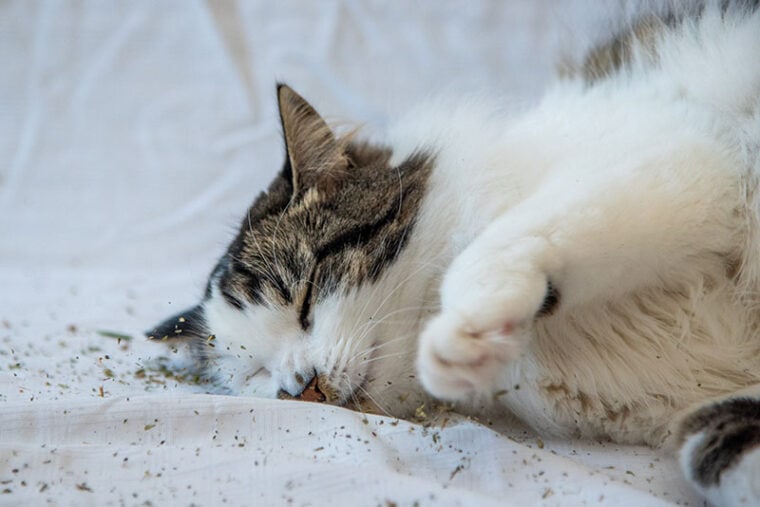 Hermoso gato con ojos de color naranja brillante rodando, mirando, jugando con hierba gatera sobre fondo blanco.