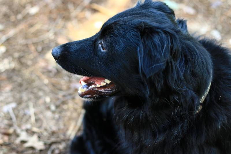 Black Australian Shepherd Dog panting
