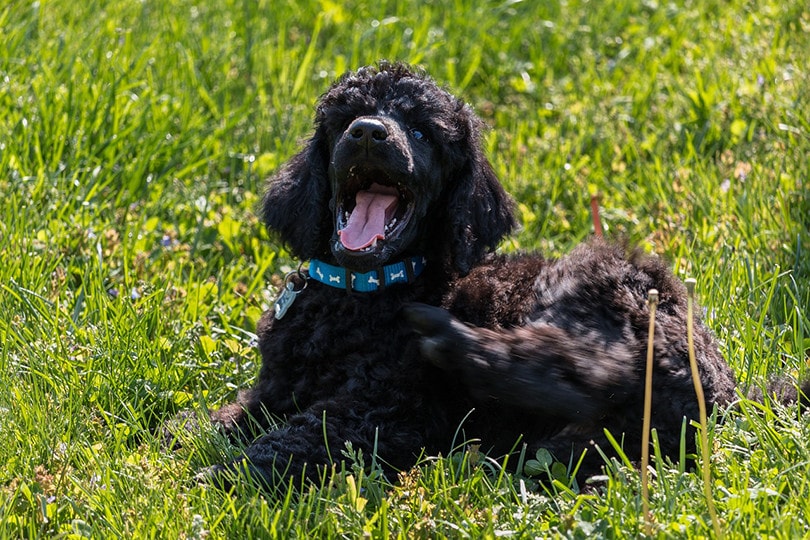 Black Poodle in Grass
