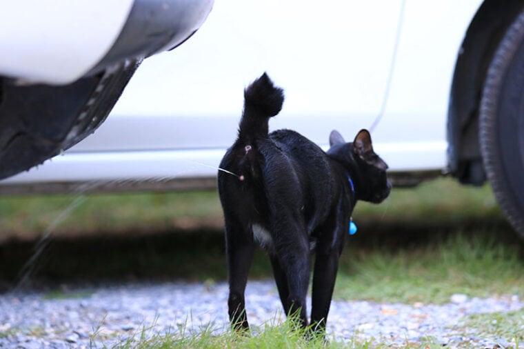 Black cat spraying at garden