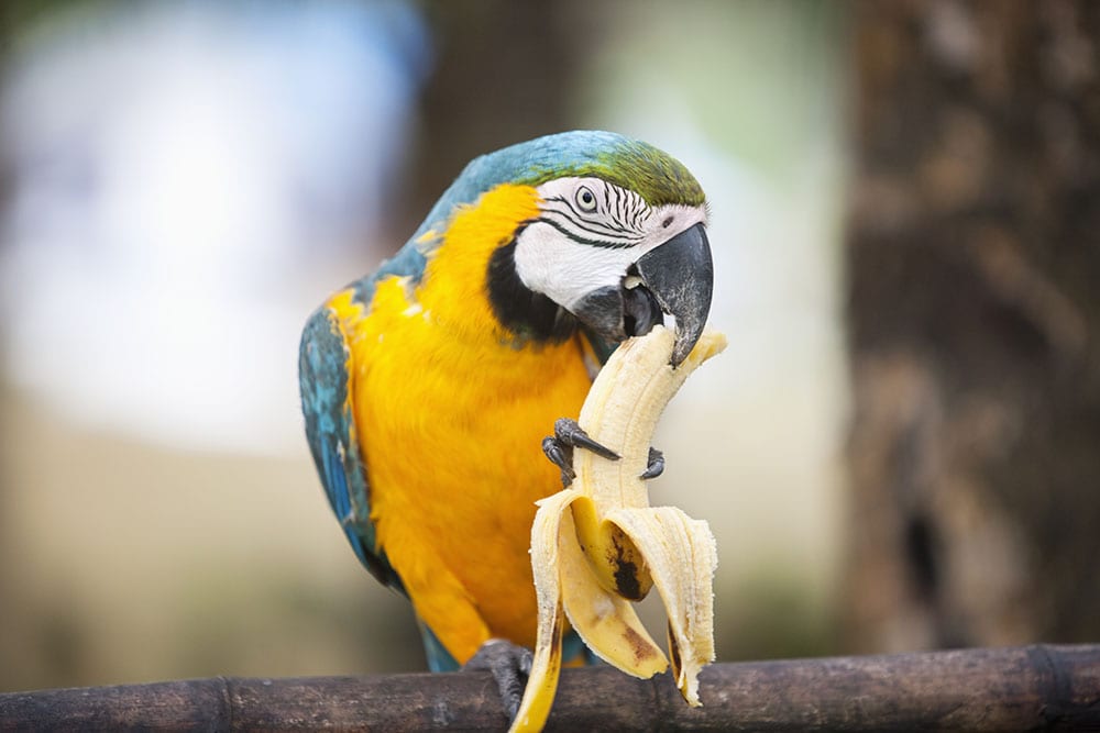 Blue and yellow Macaw eating banana