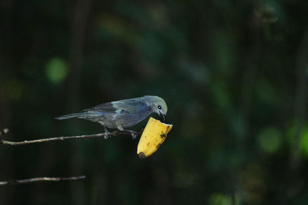 Blue grey tanager bird eating banana