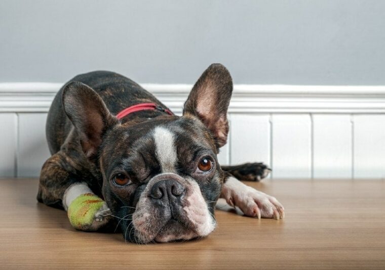 Boston terrier dog with injury