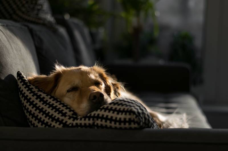 Brown Dog Lying on Throw Pillow