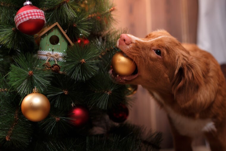 Brown dog biting christmas balls