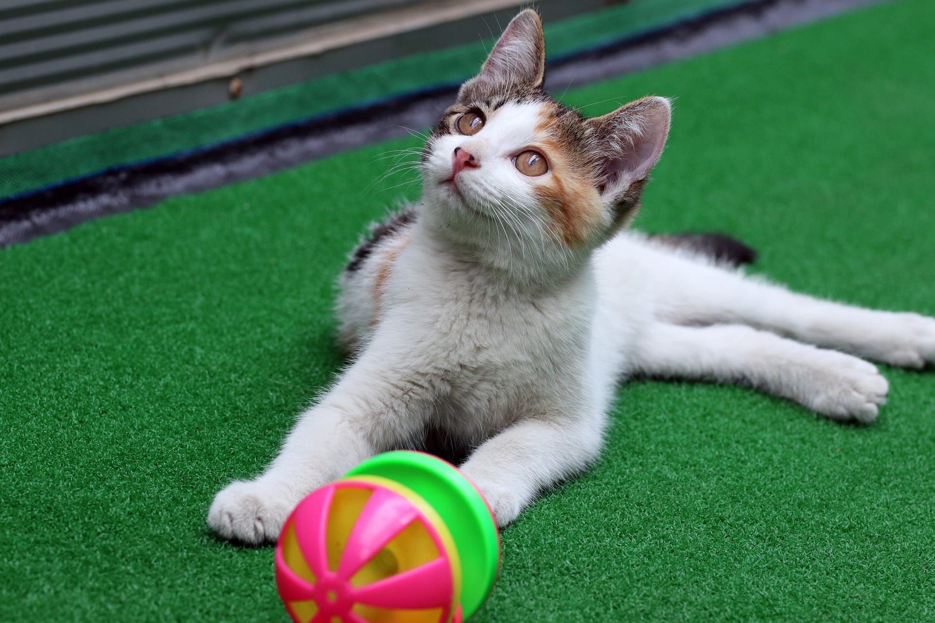 gato jugando con un juguete dispensador de golosinas