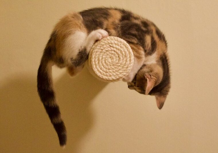 Cat chasing tail on horizontal scratching post