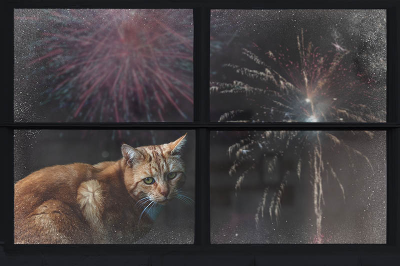 El gato mira por la ventana y mira los fuegos artificiales.