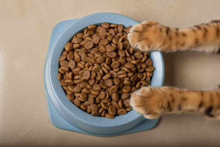 Cat paws in a bowl of delicious dry cat food