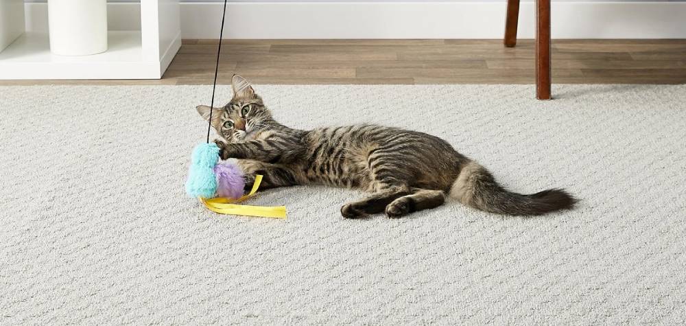 Cat playing Frisco Bird Teaser with Feathers Cat Toy