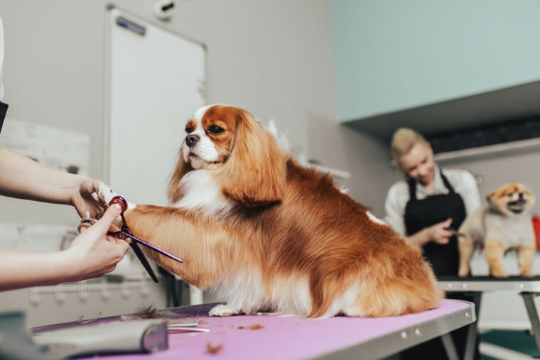 Cavalier King Charles Spaniel Trim hair Dog Trimming Grooming