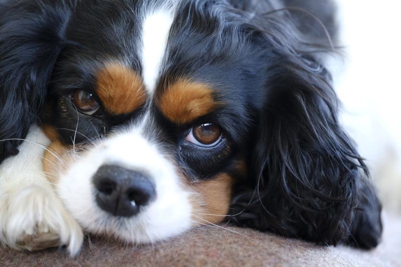 4 Adorable Cavalier King Charles Spaniel Haircuts (with Pictures) | Pet Keen